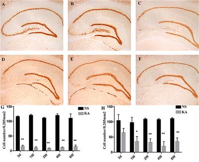 Altered Expression of Par3, aPKC-λ, and Lgl1 in Hippocampus in Kainic Acid-Induced Status Epilepticus Rat Model